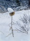 Echinops ruthenicus. Сухое плодоносящее растение. Башкортостан, Белорецкий р-н, Узянский сельсовет, окр. с. Узян, хр. Суртанды. 2 ноября 2019 г.
