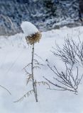 Echinops crispus. Сухое плодоносящее растение. Башкортостан, Белорецкий р-н, Узянский сельсовет, окр. с. Узян, хр. Суртанды. 2 ноября 2019 г.