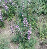 Phlomoides tuberosa