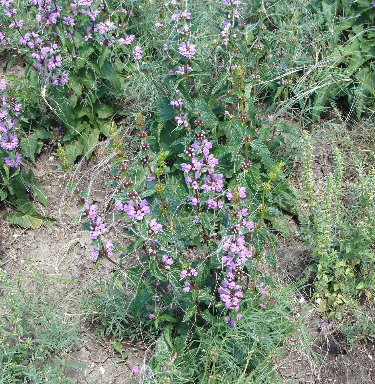 Image of Phlomoides tuberosa specimen.