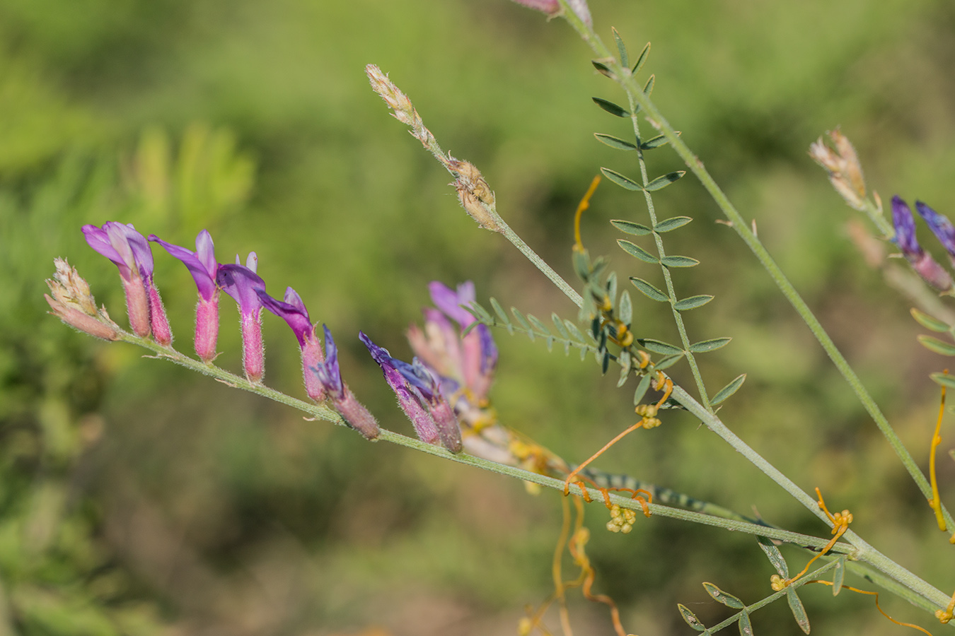 Image of Astragalus varius specimen.