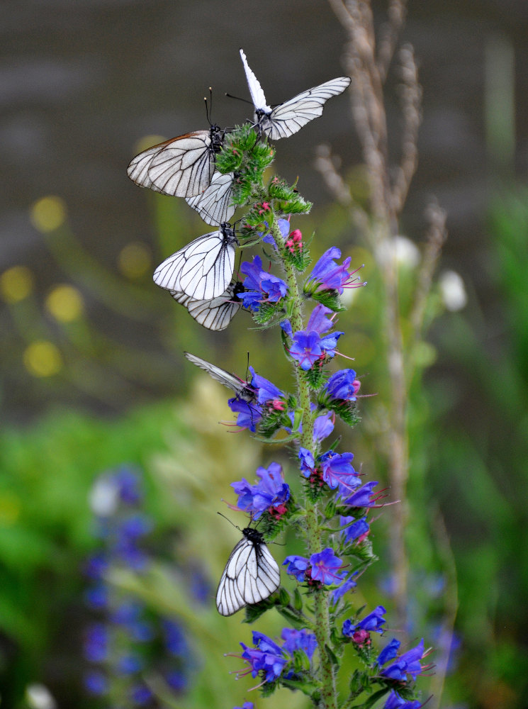 Изображение особи Echium vulgare.