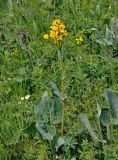 Ligularia altaica