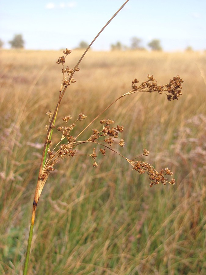 Изображение особи Juncus maritimus.