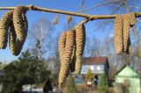 Corylus colurna