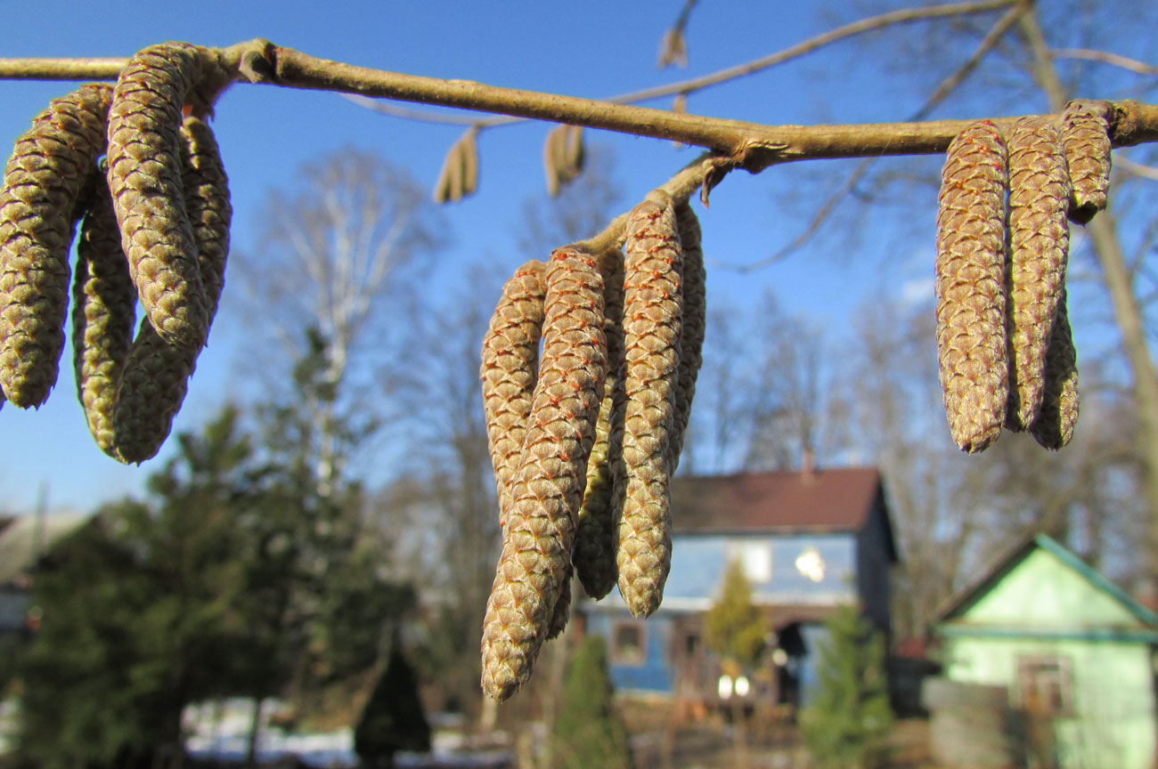 Изображение особи Corylus colurna.