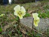 Viola altaica