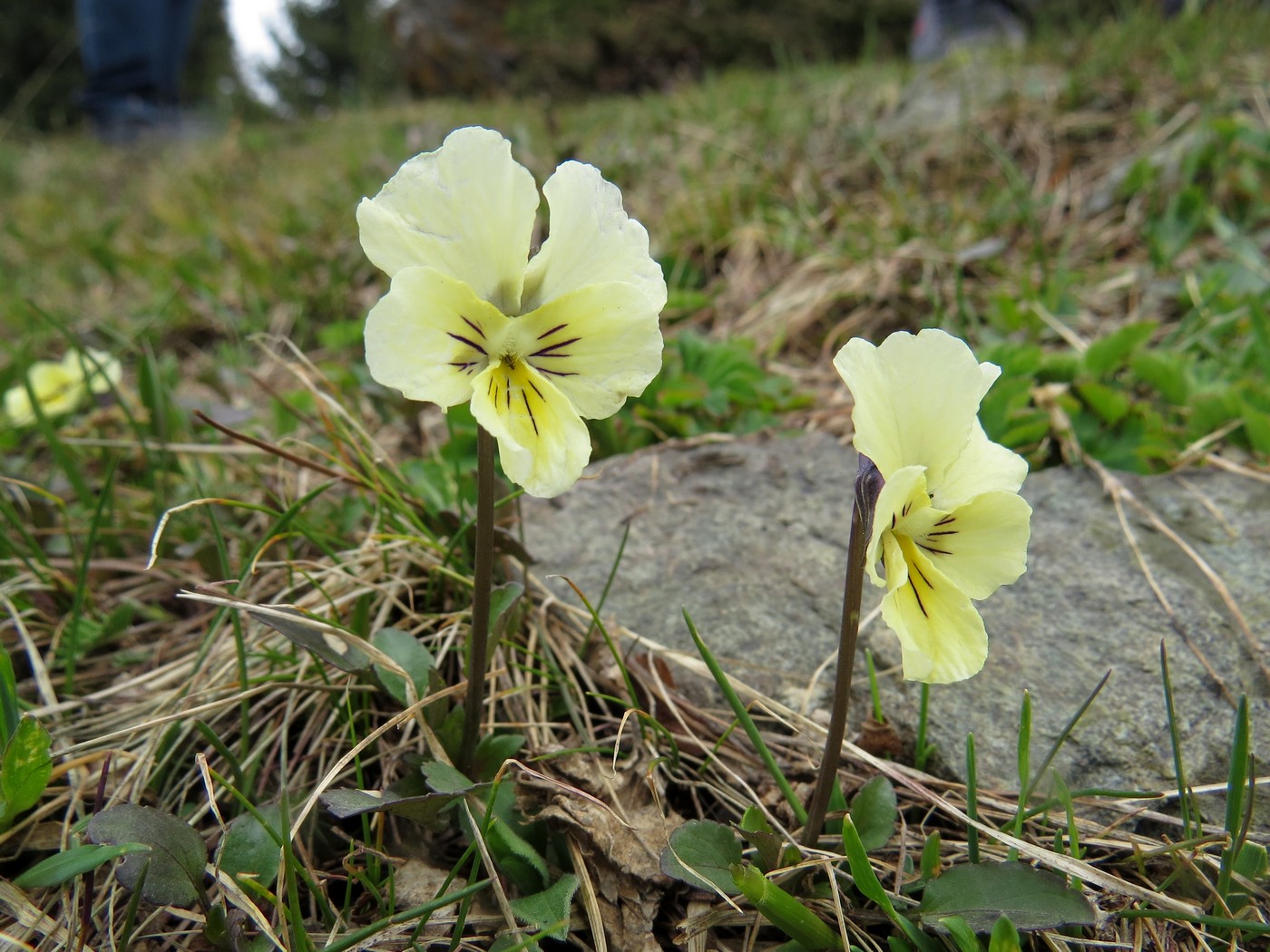 Image of Viola altaica specimen.