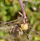 Image of taxon representative. Author is Роланд Цандекидис