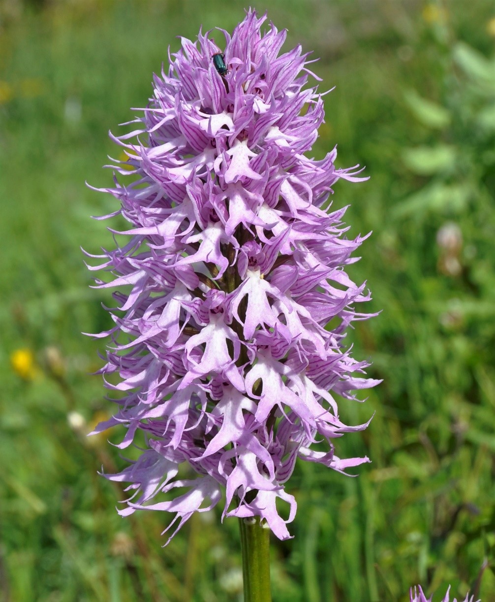 Изображение особи Orchis italica.