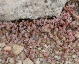 Sedum подвид porphyreum