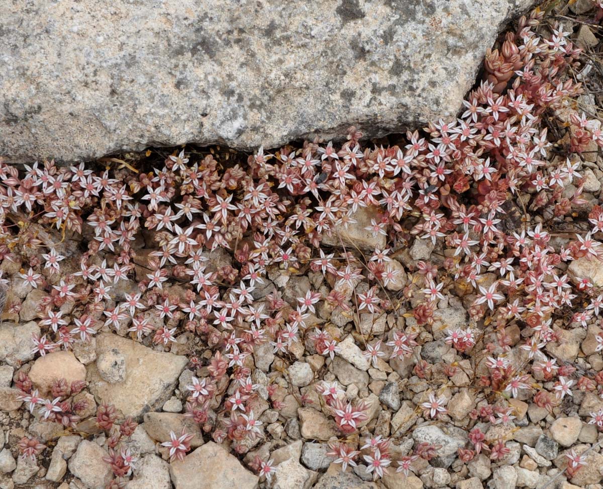 Изображение особи Sedum eriocarpum ssp. porphyreum.