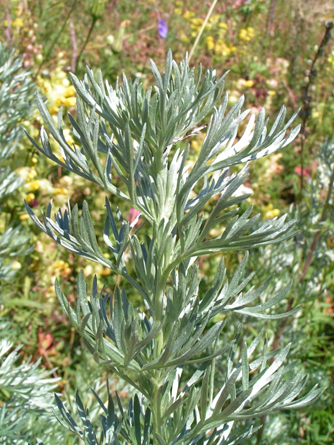 Image of Artemisia sericea specimen.