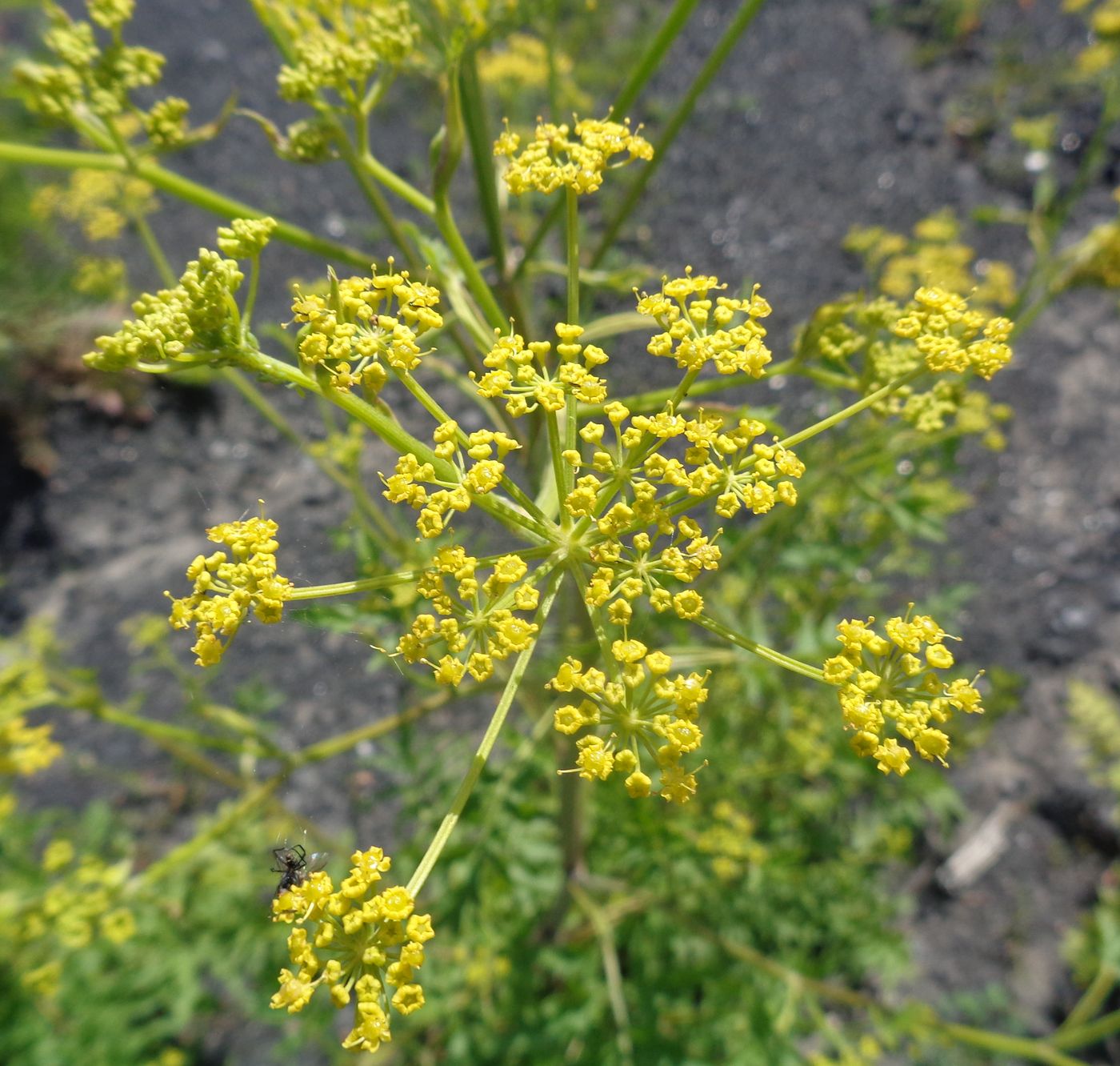 Изображение особи Pastinaca sylvestris.