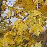 Acer platanoides