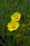 Potentilla caucasica