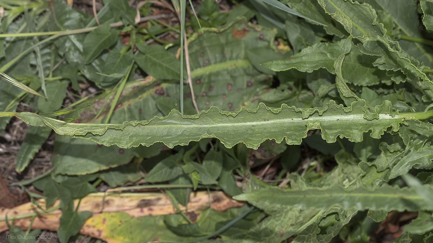 Image of genus Rumex specimen.