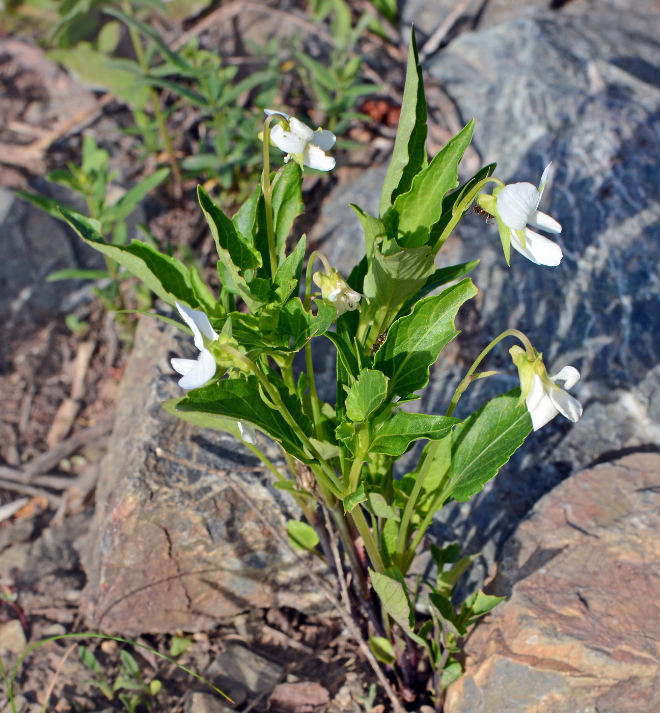 Image of Viola accrescens specimen.