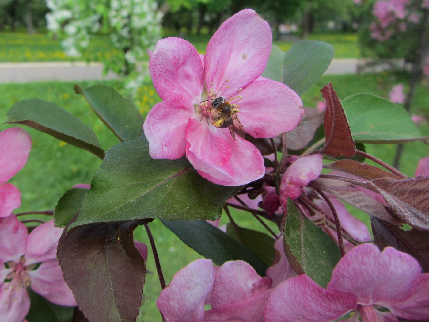 Изображение особи Malus &times; purpurea.