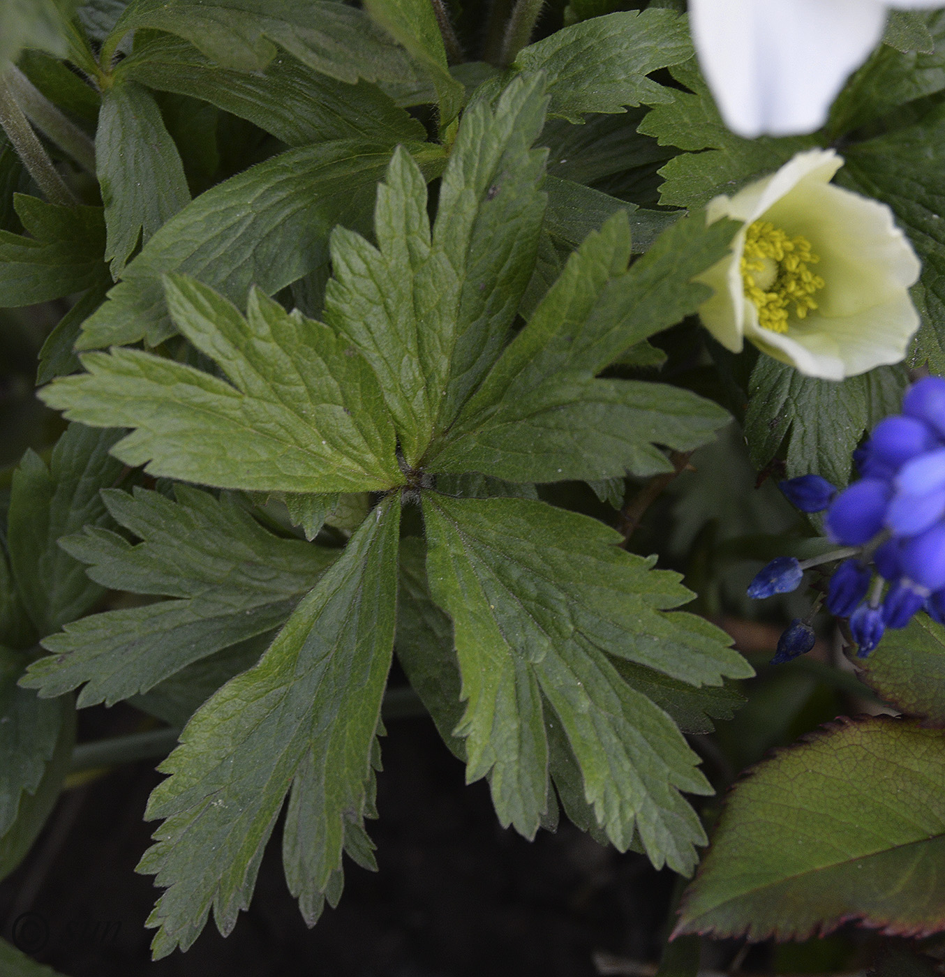 Изображение особи Anemone sylvestris.