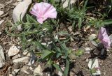 Convolvulus cantabrica