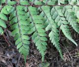 Athyrium otophorum. Фрагмент вайи. Московская обл., Щёлковский р-н, в культуре. 18.06.2020.