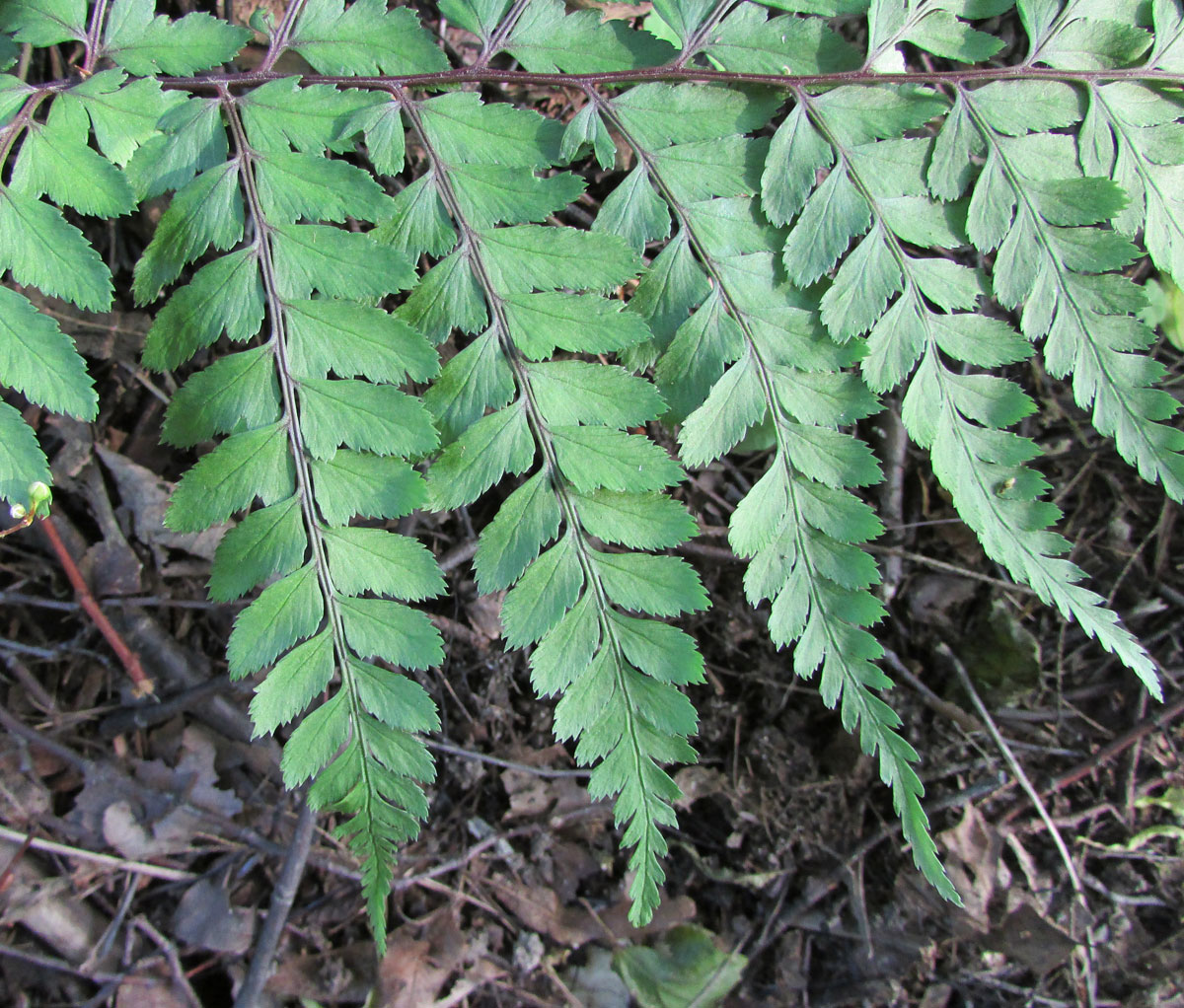 Image of Athyrium otophorum specimen.