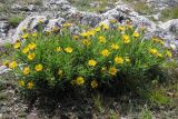 Inula ensifolia. Цветущие растения. Горный Крым, Бабуган-Яйла. 9 июля 2012 г.