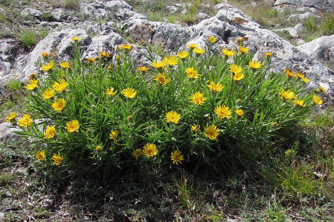 Изображение особи Inula ensifolia.