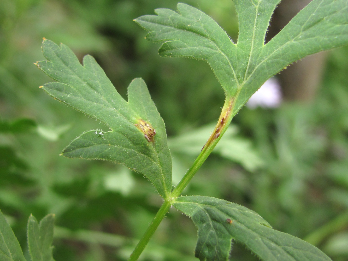 Image of Seseli libanotis specimen.