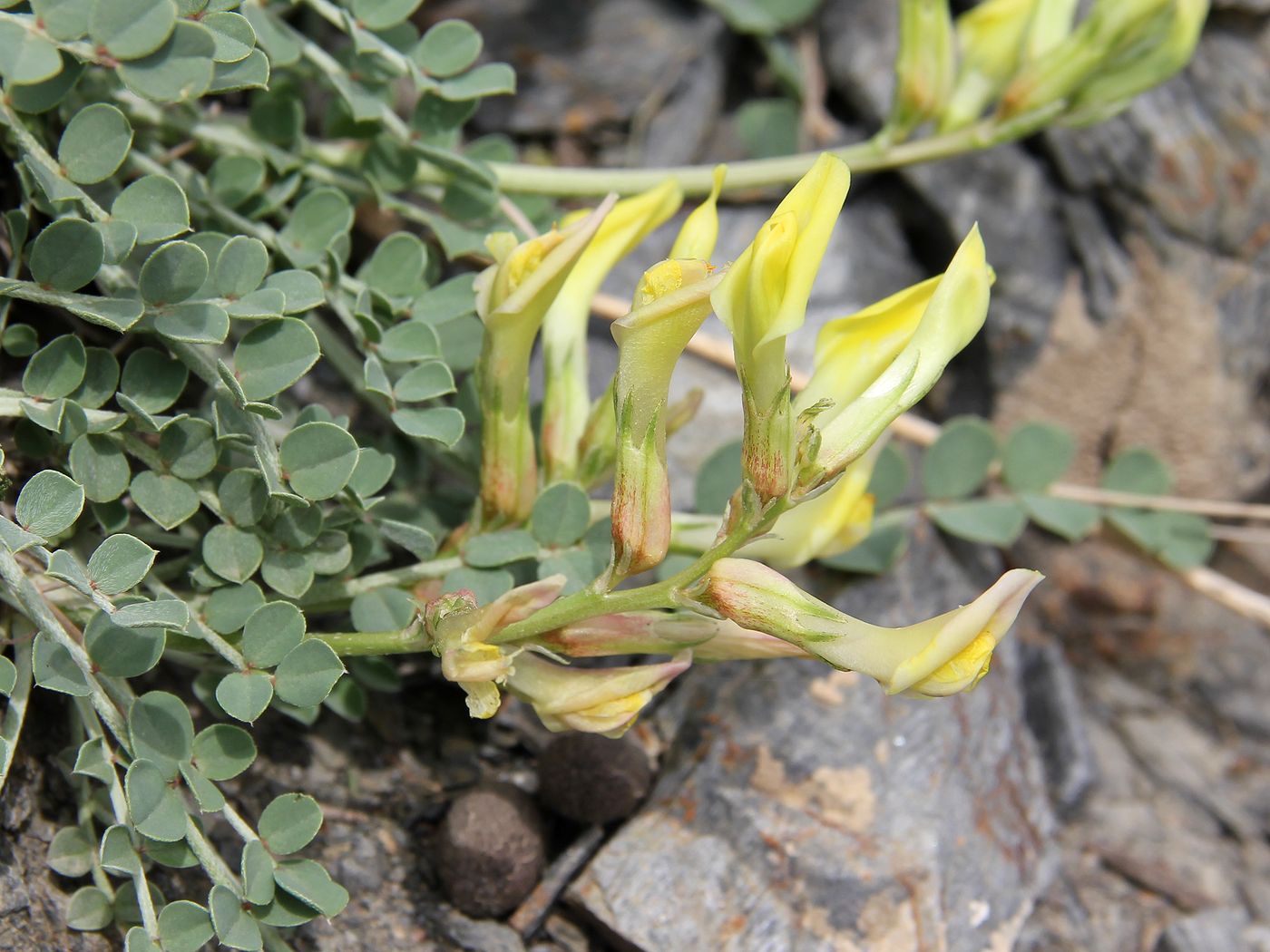 Изображение особи Astragalus cottonianus.