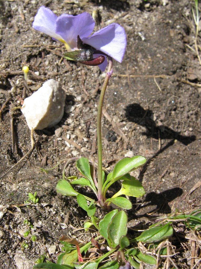 Изображение особи Viola grisebachiana.