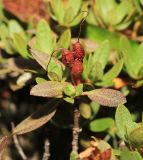 Rhododendron parvifolium