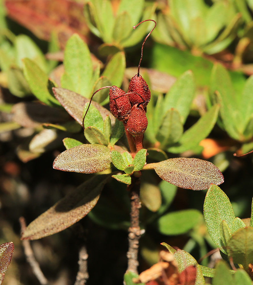 Изображение особи Rhododendron parvifolium.