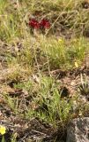 Centaurea immanuelis-loewii