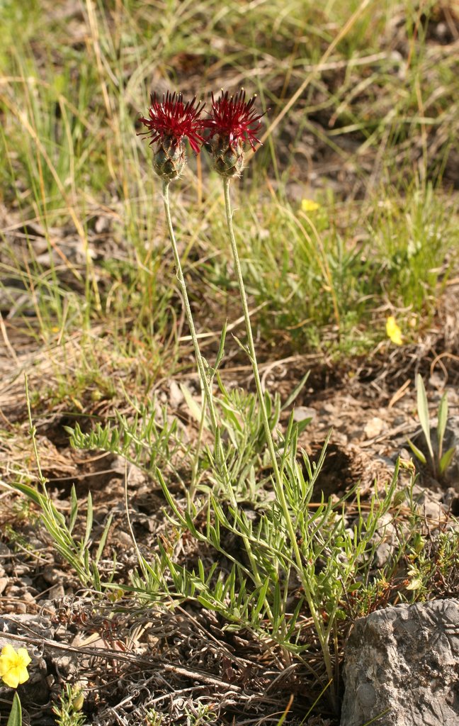 Изображение особи Centaurea immanuelis-loewii.