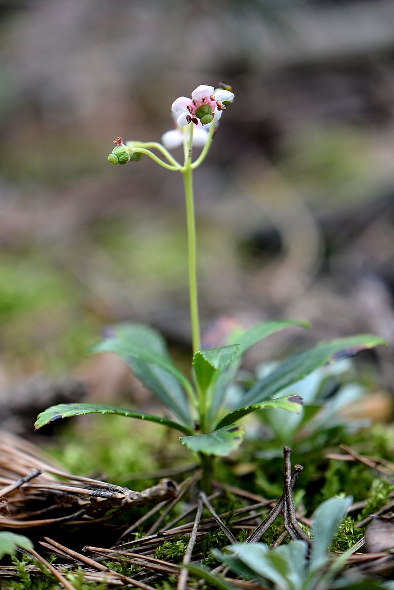 Image of Chimaphila umbellata specimen.