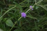 Mentha arvensis