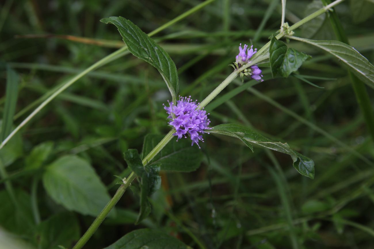 Image of Mentha arvensis specimen.