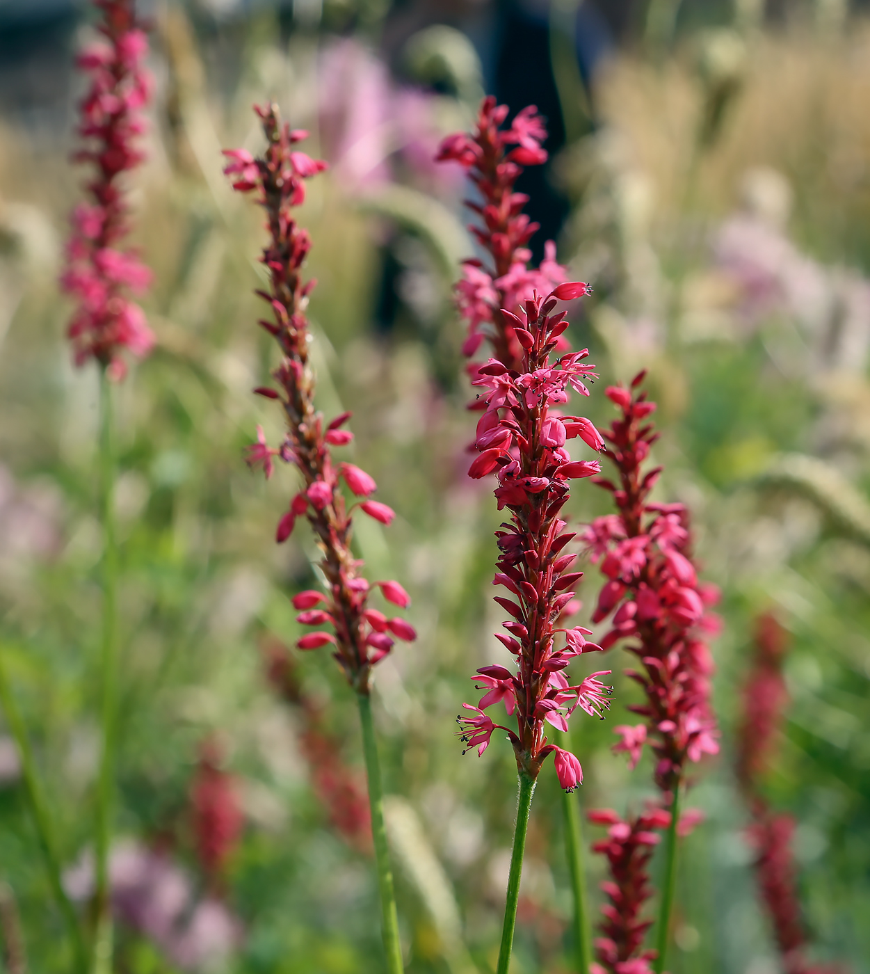 Изображение особи Bistorta amplexicaulis.