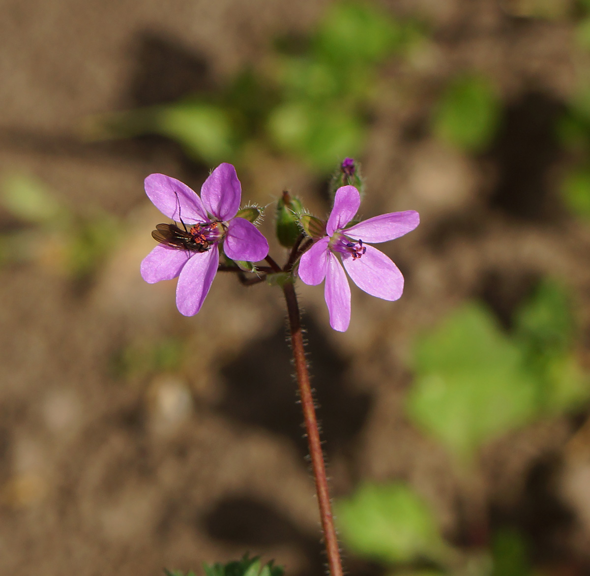 Image of Erodium cicutarium specimen.
