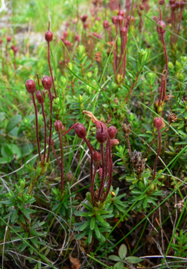 Изображение особи Phyllodoce caerulea.