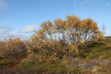 Betula czerepanovii