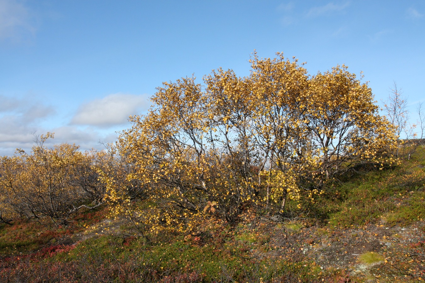 Изображение особи Betula czerepanovii.