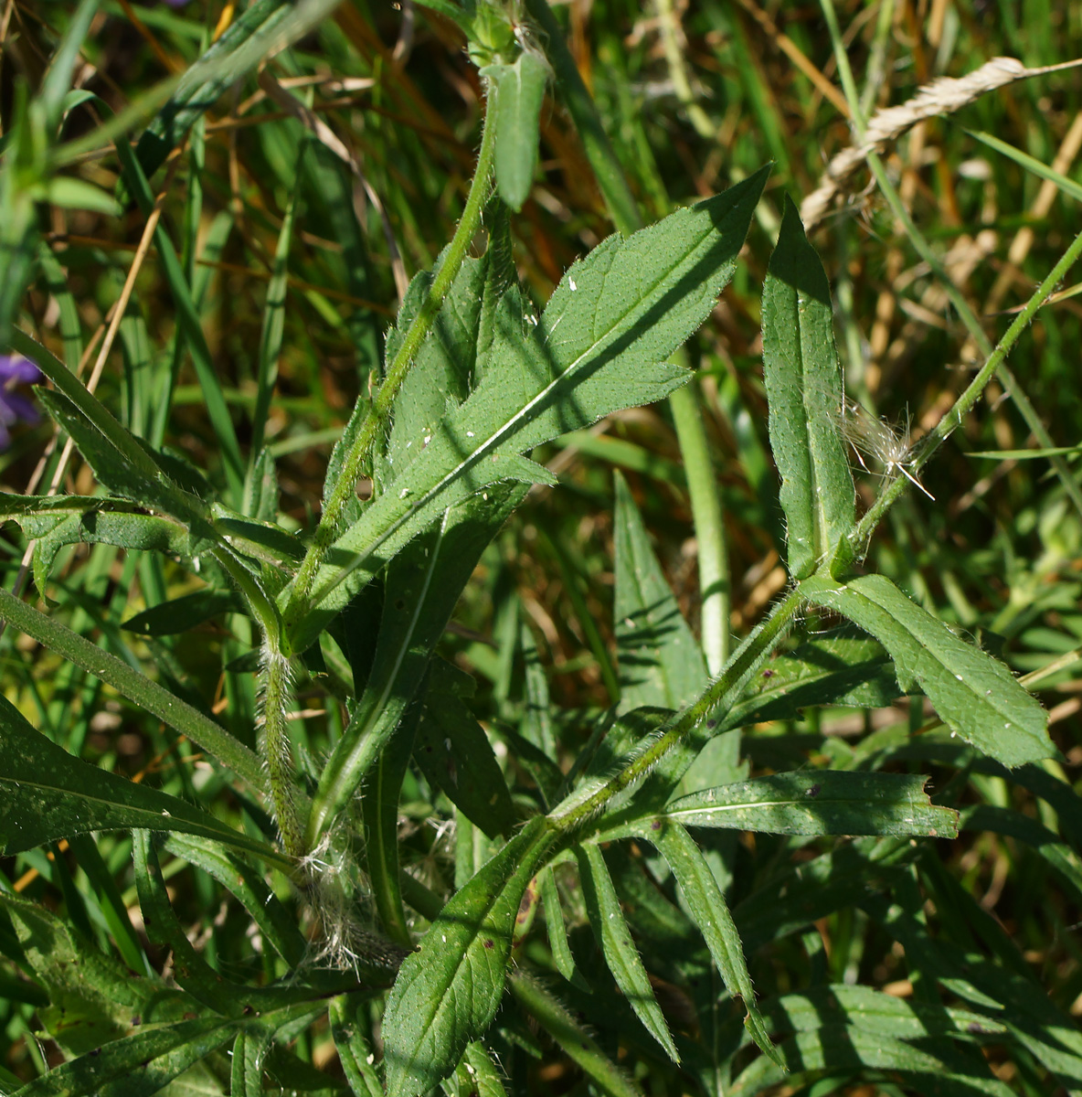 Image of Knautia arvensis specimen.