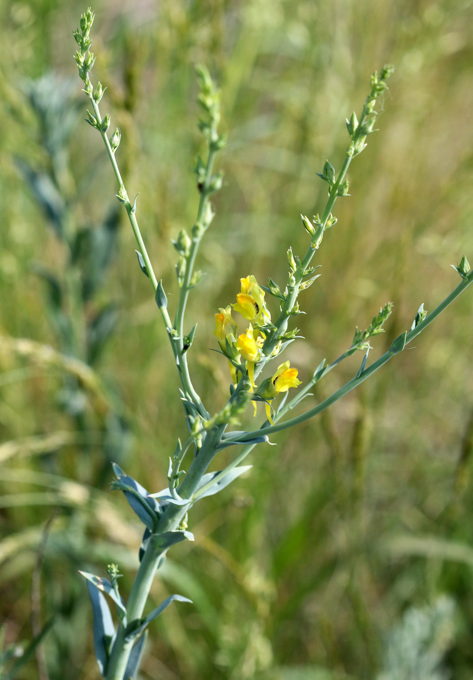 Изображение особи Linaria genistifolia.