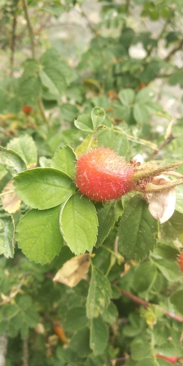 Изображение особи Rosa fedtschenkoana.