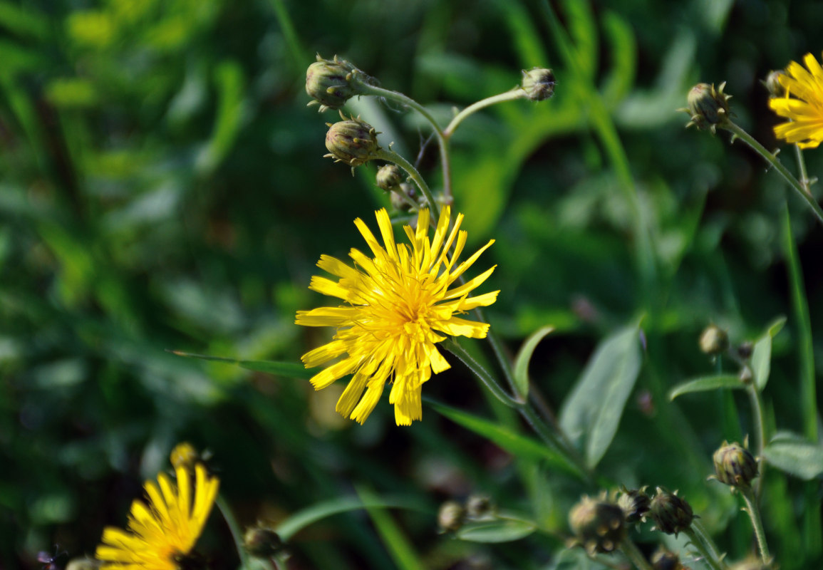 Image of Hieracium umbellatum specimen.