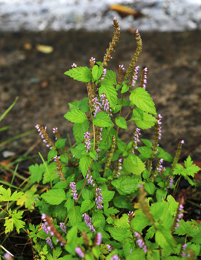 Image of Elsholtzia pseudocristata specimen.