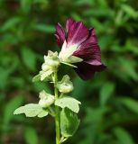 Alcea rosea